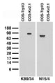 Transfected cell immunoblot. Extracts of COS-1 cells transiently transfected with rat TrpV3 (left lane) or rat Kv2.1 (right lane) plasmids and probed with K89/34 TC supe (left panel) or pure N15/4 (right panel).