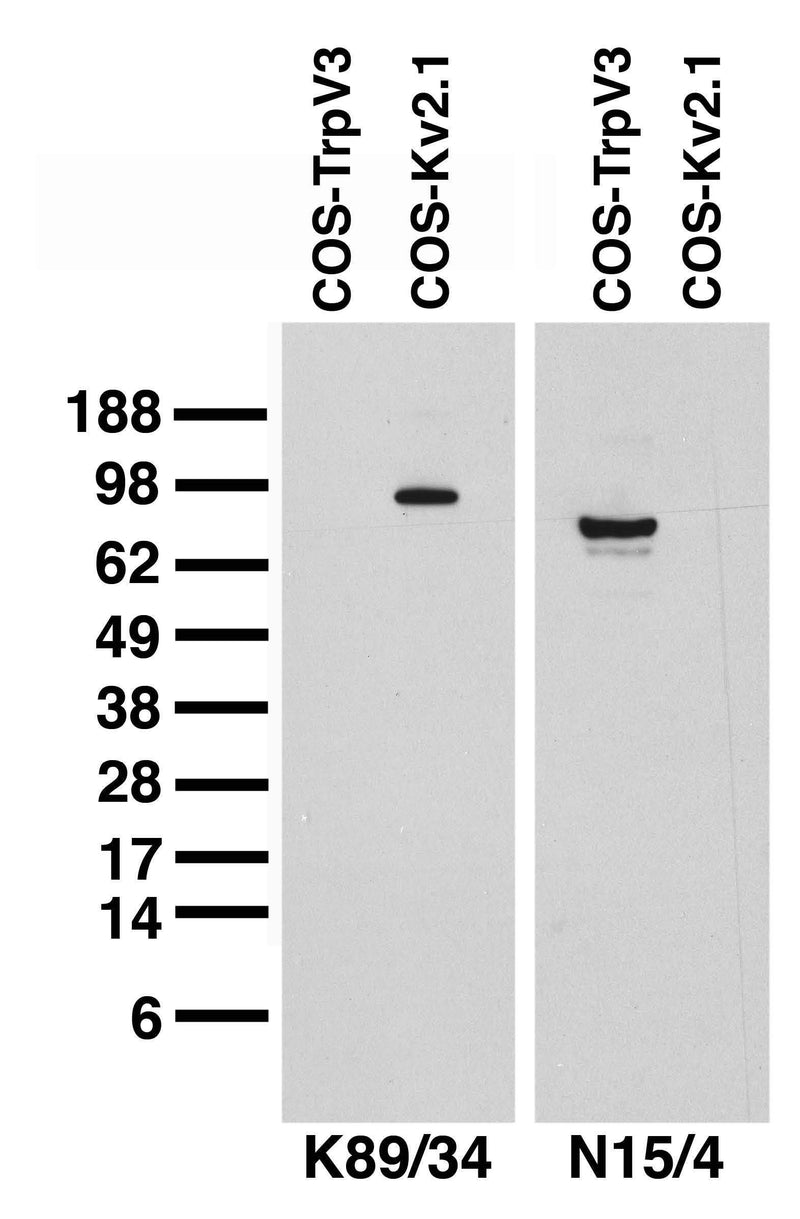 Transfected cell immunoblot. Extracts of COS-1 cells transiently transfected with rat TrpV3 (left lane) or rat Kv2.1 (right lane) plasmids and probed with K89/34 TC supe (left panel) or pure N15/4 (right panel).