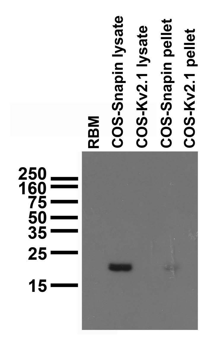 Immunoblot on adult rat brain membrane (RBM) and samples from transfected COS cells.