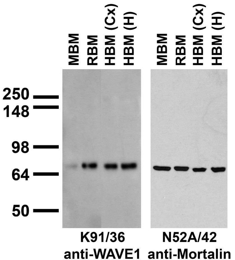 Immunoblot against crude membrane fractions from whole mouse (MBM) or rat (RBM) brain and from human cerebral cortex [HBM(Cx)] or hippocampus [HBM(H)] and probed with K91/36 (left) or N52A/42 (right) TC supe.