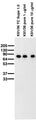 Adult rat brain membrane immunoblot.