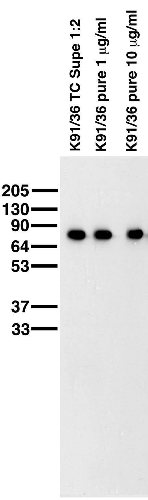 Adult rat brain membrane immunoblot.