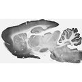 Adult rat whole brain immunohistochemistry.