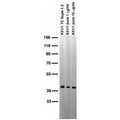 Adult rat brain membrane immunoblot.