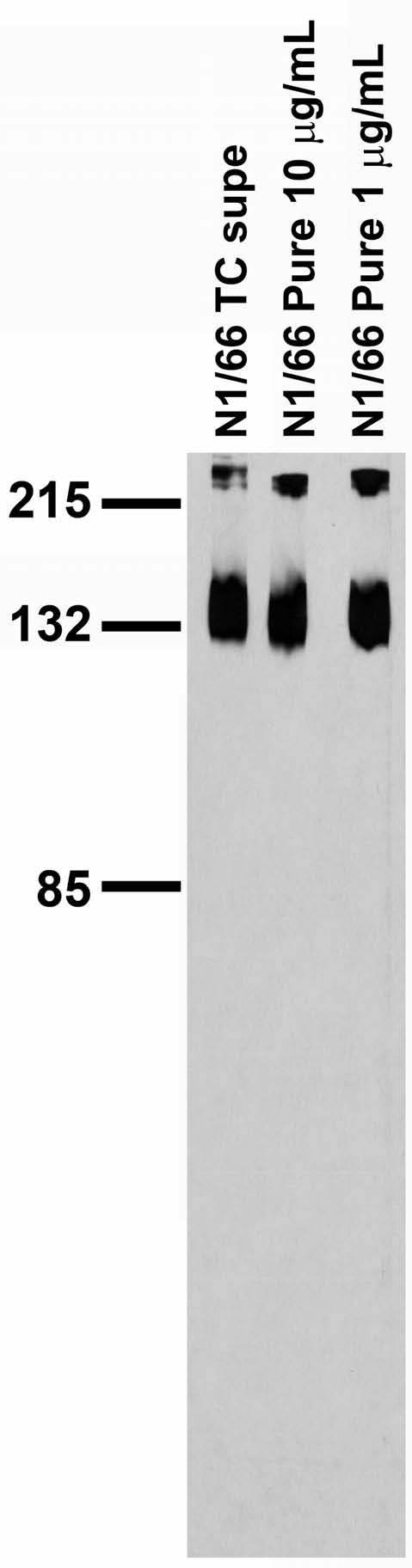 Adult rat brain membrane immunoblot.