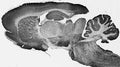 Adult rat whole brain immunohistochemistry.