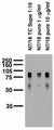 Adult rat brain membrane immunoblot.