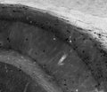 Adult rat hippocampus immunohistochemistry. (Higher magnification view of CA1.)