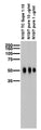 Adult rat brain membrane immunoblot.