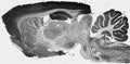 Adult rat whole brain immunohistochemistry.
