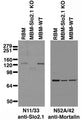 Immunoblot against brain membranes from adult rat (RBM) or from Slo2.1 knockout (MBM-Slo2.1 KO) or wild-type (MBM-WT) mice probed with N11/33 (left) or N52A/42 (right) TC supe. Mouse brains courtesy of Chris Lingle (Washington University).