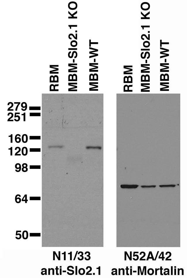 Immunoblot against brain membranes from adult rat (RBM) or from Slo2.1 knockout (MBM-Slo2.1 KO) or wild-type (MBM-WT) mice probed with N11/33 (left) or N52A/42 (right) TC supe. Mouse brains courtesy of Chris Lingle (Washington University).