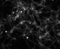 Mouse sperm immunofluorescence staining.