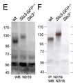Immunoblot versus (E) membrane proteins from wild- type (wt), Slo3-eGFP and Slo3 knockout (Slo3-/-) mouse testes and (F) immunoprecipitation products from total testes proteins pulled down with N2/16 probed with N2/16. Data courtesy of Christopher Lingle (Washington University) and reproduced with permission from the Proceedings of the National Academy of Sciences of the United States of America (2011 Zeng et al., PMID 21427226).