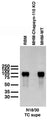 Immunoblot against crude membranes from whole adult rat brain (RBM) or hippocampi (MHM) from adult PSD-93/Chapsyn-110 knockout (KO) or wild-type (WT) mice. Mouse samples courtesy of Richard Huganir (Johns Hopkins University).