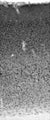 Adult rat neocortex immunohistochemistry.