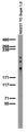 Adult rat brain membrane immunoblot.