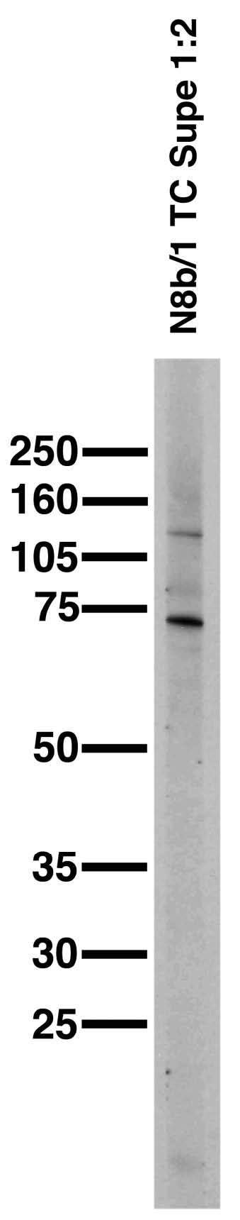 Adult rat brain membrane immunoblot.