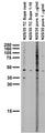 Adult rat brain membrane immunoblot.