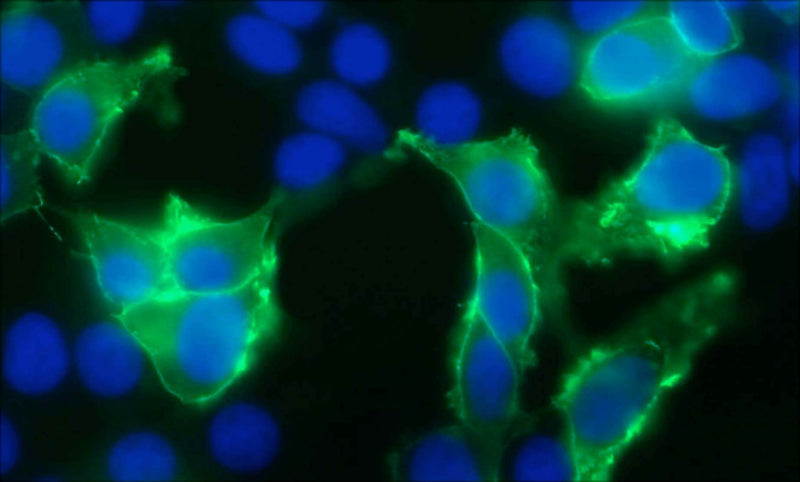 Transfected HEK293 cell immunofluorescence staining N15/39=green, DAPI=blue.
