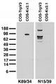 Transfected cell immunoblot. Extracts of COS-1 cells transiently transfected with rat TrpV3 (left lane) or rat Kv2.1 (right lane) plasmids and probed with K89/34 TC supe (left panel) or pure N15/4 (right panel).