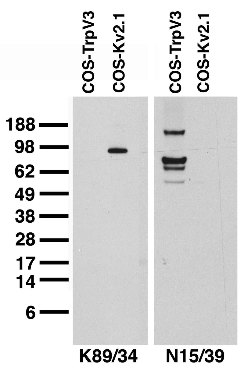 Transfected cell immunoblot. Extracts of COS-1 cells transiently transfected with rat TrpV3 (left lane) or rat Kv2.1 (right lane) plasmids and probed with K89/34 TC supe (left panel) or pure N15/4 (right panel).