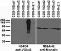 Transfected cell immunoblot: extracts of COS cells transiently transfected with untagged VGlut1, VGlut2, VGlut3 or Kv2.1 plasmid and probed with N34/34 (left) or N52A/42 (right) TC supe.