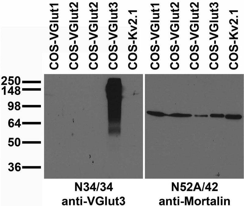 Transfected cell immunoblot: extracts of COS cells transiently transfected with untagged VGlut1, VGlut2, VGlut3 or Kv2.1 plasmid and probed with N34/34 (left) or N52A/42 (right) TC supe.