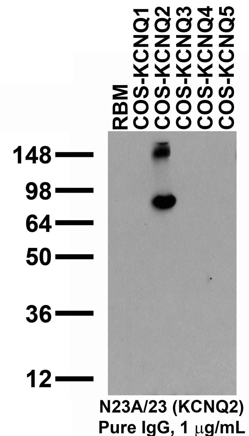 Adult rat brain membrane (RBM) and transfected cell immunoblot: extracts of RBM and COS-1 cells transiently transfected with KCNQ1, KCNQ2, KCNQ3, KCNQ4, KCNQ5 or Kv2.1 plasmids and probed with pure N26A/23.