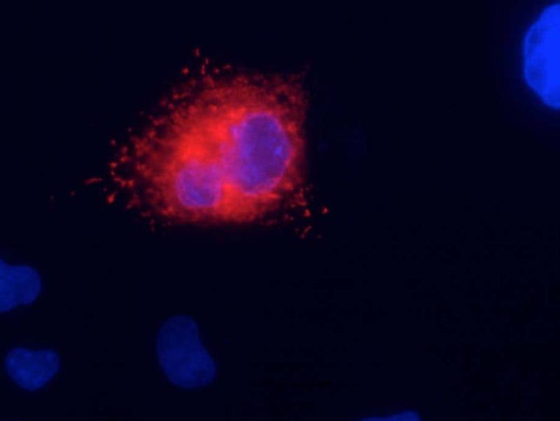 Transfected cell immunofluorescence: COS-1 cells expressing KCNQ1. Red = N37A/10, Blue = Hoechst nuclear stain.