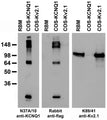 Adult rat brain membrane (RBM) and transfected cell immunoblot: extracts of RBM (left lane) and COS-1 cells transiently transfected with flag-tagged KCNQ1 (middle lane) or Kv2.1 (right lane) plasmids and probed with pure N37A/10 (left panel), rabbit anti-flag (middle panel) or K89/41 TC supe (right panel).