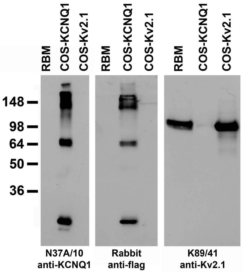 Adult rat brain membrane (RBM) and transfected cell immunoblot: extracts of RBM (left lane) and COS-1 cells transiently transfected with flag-tagged KCNQ1 (middle lane) or Kv2.1 (right lane) plasmids and probed with pure N37A/10 (left panel), rabbit anti-flag (middle panel) or K89/41 TC supe (right panel).