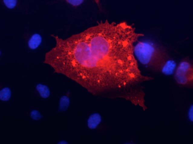 Transfected cell immunofluorescence :COS-1 cell expressing KCNQ4 in a field of untransfected cells. Red = N43/6, Blue = Hoechst nuclear stain.