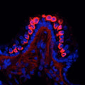 Mouse cochlea immunofluorescence. Labeling in crista ampullaris. Red = N43/6, Blue = Hoechst nuclear stain. Courtesy of Ms. Gesa Rickheit and Dr. Thomas Jentsch, Max-Delbrueck-Centrum fuer Molekulare Medizin, Berlin, Germany.