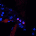 Mouse cochlea immunofluorescence. Labeling in outer hair cells in organ of Corti. Red = N43/6, Blue = Hoechst nuclear stain. Courtesy of Ms. Gesa Rickheit and Dr. Thomas Jentsch, Max-Delbrueck-Centrum fuer Molekulare Medizin, Berlin, Germany.