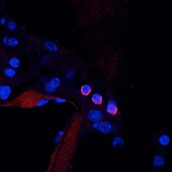 Mouse cochlea immunofluorescence. Labeling in outer hair cells in organ of Corti. Red = N43/6, Blue = Hoechst nuclear stain. Courtesy of Ms. Gesa Rickheit and Dr. Thomas Jentsch, Max-Delbrueck-Centrum fuer Molekulare Medizin, Berlin, Germany.