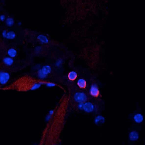 Mouse cochlea immunofluorescence. Labeling in outer hair cells in organ of Corti. Red = N43/6, Blue = Hoechst nuclear stain. Courtesy of Ms. Gesa Rickheit and Dr. Thomas Jentsch, Max-Delbrueck-Centrum fuer Molekulare Medizin, Berlin, Germany.