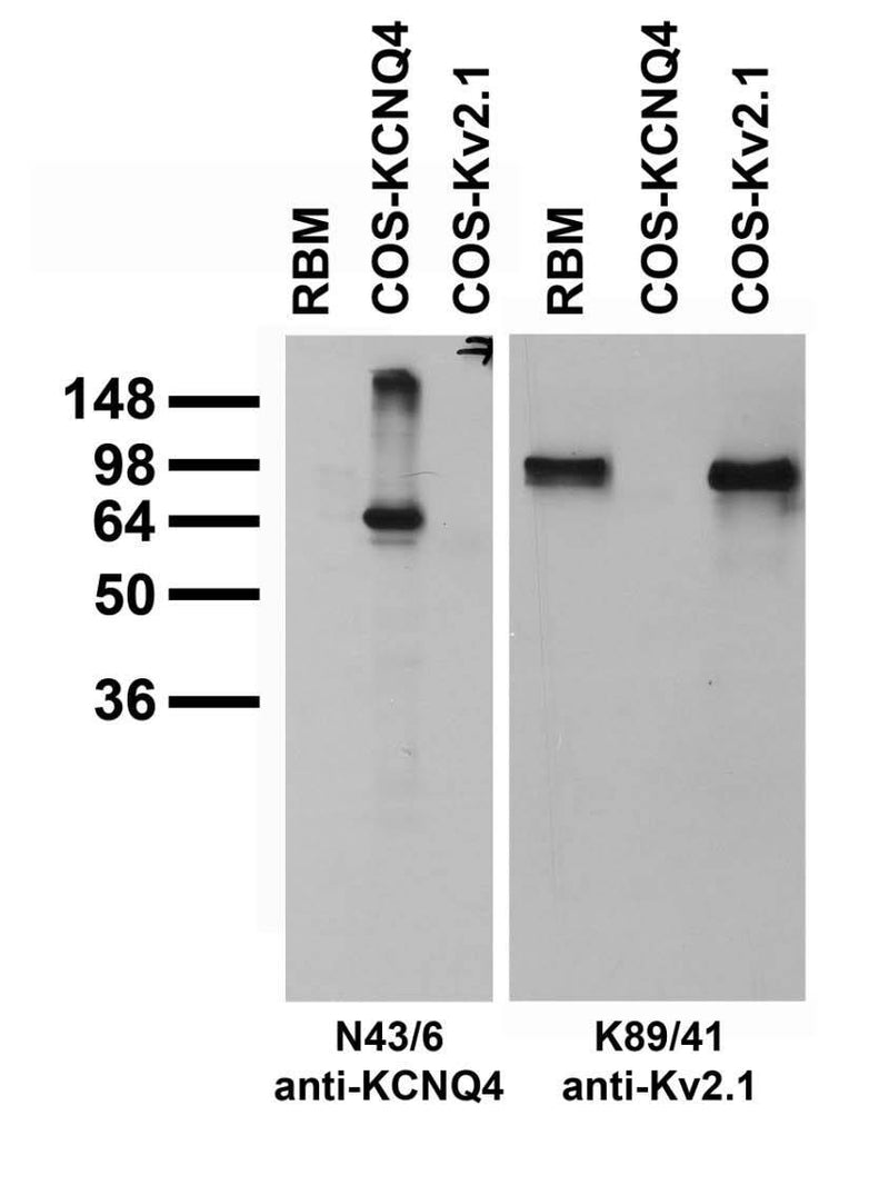 Adult rat brain membrane (RBM) and transfected cell immunoblot: extracts of RBM (left lane) and COS-1 cells transiently transfected with KCNQ4 (middle lane) or Kv2.1 (right lane) plasmids and probed with pure N43/6 (left panel) or K89/41 TC supe (right panel).