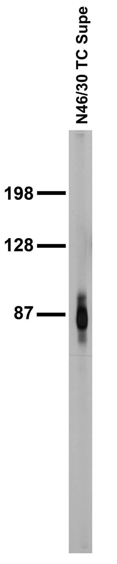 Adult rat brain membrane immunoblot.