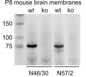 Immunoblot versus membranes from postnatal day 8 wild-type (wt) and ADAM22-knockout (ko) mice and probed with N46/30 (left) and N57/2 (right). Data courtesy of Dies Meijer, Erasmus University Rotterdam.