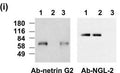 Adult mouse brain immunoblot: extracts of brains from wild-type (1), Netrin-G2 knockout (2) and NGL-2 knockout (3) mice were probed with Netrin-G2 antibody (left) or N50/36 (right). Reproduced with permission from 2007 Zhang et al Genes Brain Behav.