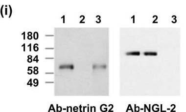 Adult mouse brain immunoblot: extracts of brains from wild-type (1), Netrin-G2 knockout (2) and NGL-2 knockout (3) mice were probed with Netrin-G2 antibody (left) or N50/36 (right). Reproduced with permission from 2007 Zhang et al Genes Brain Behav.