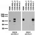 Adult rat brain membrane (RBM) and transfected cell immunoblot: extracts of RBM and COS cells transiently transfected with Myc-tagged NGL-1, NGL-2, NGL-3 or untagged Kv2.1 plasmid and probed with N50/36 (left) or K89/41 (right) TC supe.