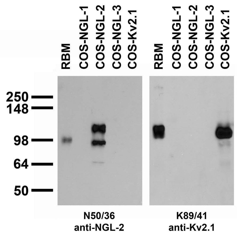 Adult rat brain membrane (RBM) and transfected cell immunoblot: extracts of RBM and COS cells transiently transfected with Myc-tagged NGL-1, NGL-2, NGL-3 or untagged Kv2.1 plasmid and probed with N50/36 (left) or K89/41 (right) TC supe.