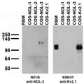 Adult rat brain membrane (RBM) and transfected cell immunoblot: extracts of RBM and COS cells transiently transfected with Myc-tagged NGL-1, NGL-2 NGL-3 or untagged Kv2.1 plasmid and probed with N51/6 (left) or K89/41 (right) TC supe.