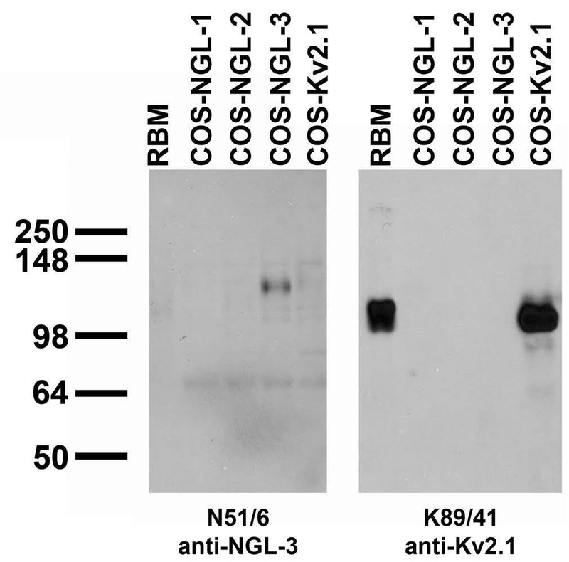 Adult rat brain membrane (RBM) and transfected cell immunoblot: extracts of RBM and COS cells transiently transfected with Myc-tagged NGL-1, NGL-2 NGL-3 or untagged Kv2.1 plasmid and probed with N51/6 (left) or K89/41 (right) TC supe.