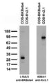 Transfected cell immunoblot: extracts of COS-1 cells transiently transfected with BKBeta4 or Kv2.1 plasmids and probed with L18A/3 pure IgG at 10 mg/mL (left panel) or K89/41 TC supe (right panel).