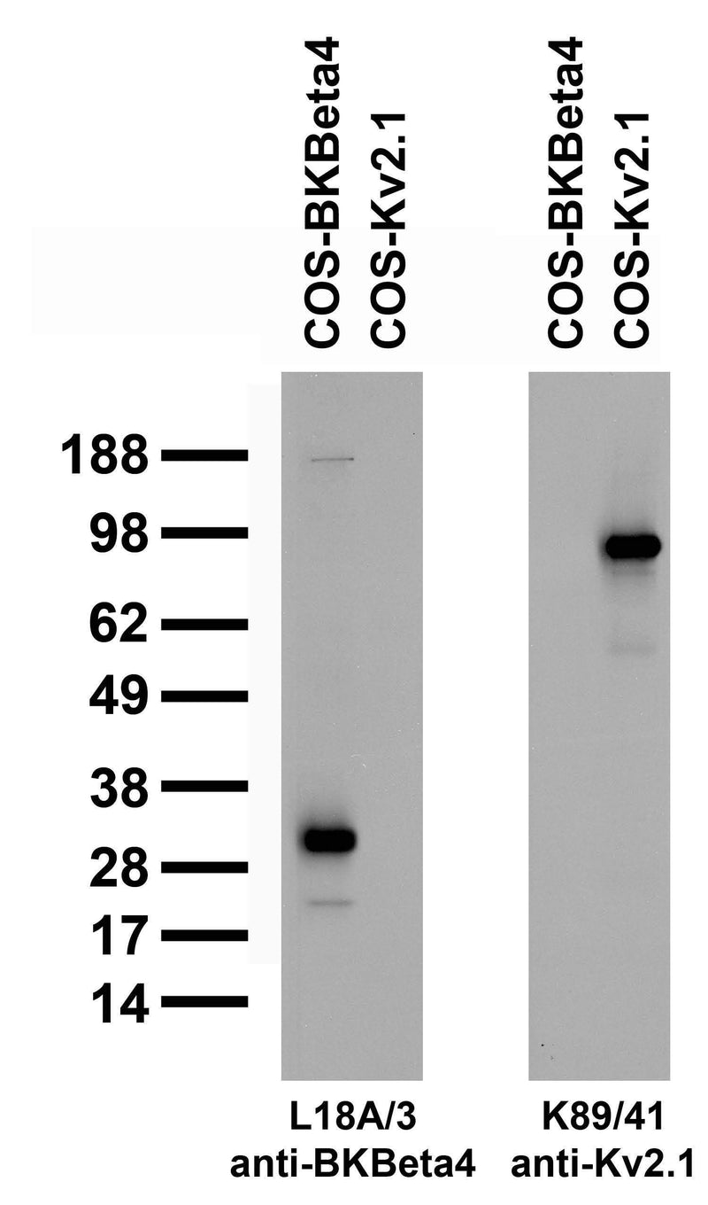Transfected cell immunoblot: extracts of COS-1 cells transiently transfected with BKBeta4 or Kv2.1 plasmids and probed with L18A/3 pure IgG at 10 mg/mL (left panel) or K89/41 TC supe (right panel).