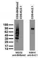 Immunoblot against extracts of COS cells transiently transfected with GFP-tagged BKBeta2 or untagged Kv2.1 plasmid and probed with N53/32 (left) or K89/41 (right) TC supe.