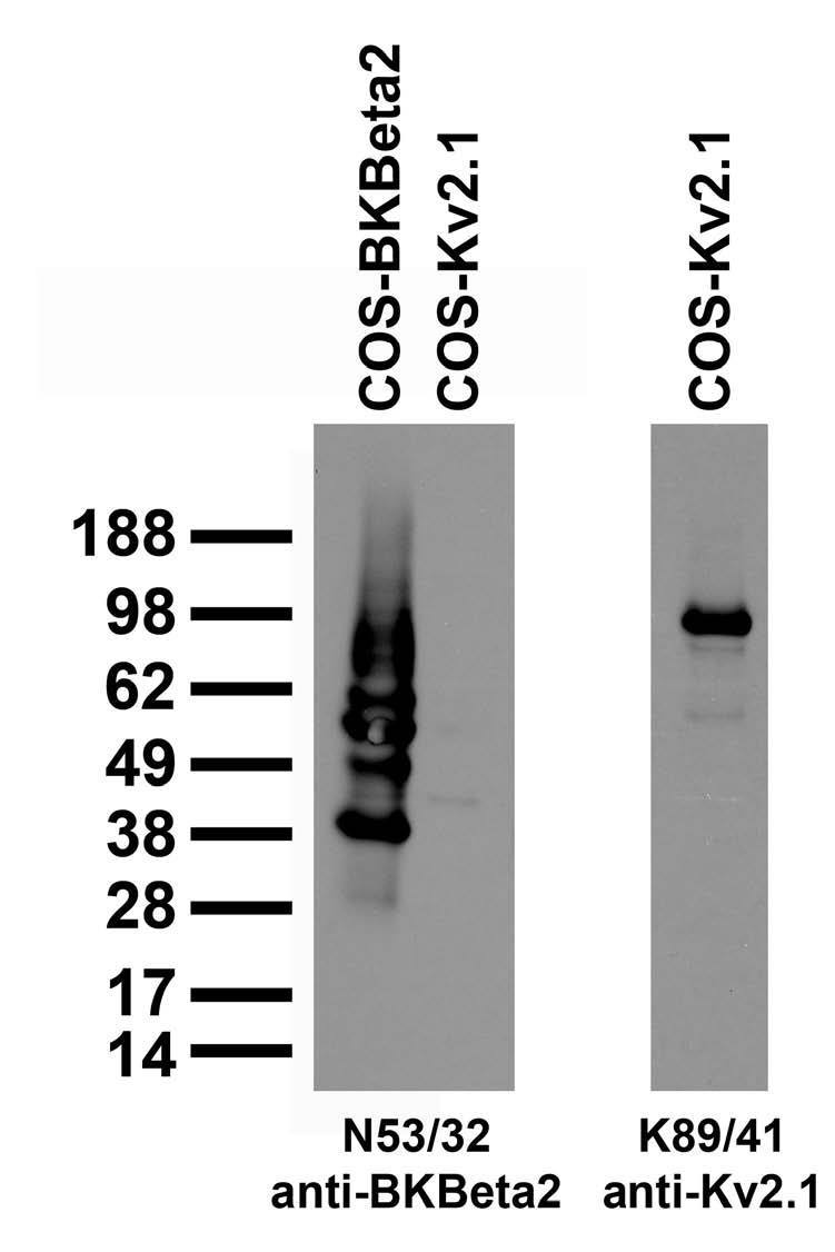 Immunoblot against extracts of COS cells transiently transfected with GFP-tagged BKBeta2 or untagged Kv2.1 plasmid and probed with N53/32 (left) or K89/41 (right) TC supe.